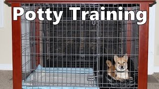 Shiba Inu Training Tips and Tricks [upl. by Ecirb]