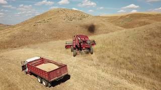 Wheat Harvest 2019 Part 1 [upl. by Yager]