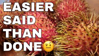 How To Grow A Rambutan Fruit Tree From Seed  EASIER SAID THAN DONE [upl. by Sirron]