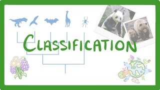 GCSE Biology  Classification 80 [upl. by Spalla]