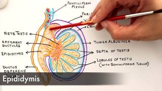 Gross Anatomy and Histology of Testes [upl. by Hoag542]