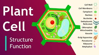 Plant cell Structure and Function  Plant Cell Model  Basic Science Series [upl. by Sidras]