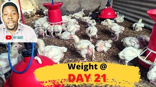 Broiler Weight at 3 Weeks  Broiler Brooding Management Day 21 [upl. by Weatherley]