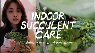 3 Tips for Indoor Succulent Care  Houseplants  Indoor Garden [upl. by Evets250]