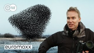 Photographers Søren Solkærs Incredibly Beautiful Starling Murmurations [upl. by Milburn]