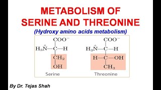 Serine metabolism [upl. by Llertnom]