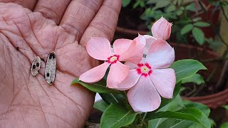 How to harvestcollect seeds of Vinca [upl. by Robinetta]