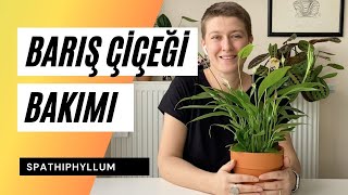 Barış Çiçeği  Spathiphyllum Bakımı Nasıl Olmalı 👩‍🌾 Ev Yeşili [upl. by Atilol]