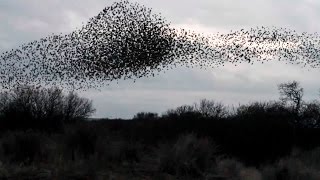 Starling Murmuration [upl. by Yttik]