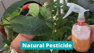 DIY PESTICIDE  HOMEMADE INSECT REPELLANT  Natural Pesticide for Plants  Effective Insecticide [upl. by Adnawahs686]