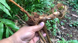 Growing YELLOW GINGER LILY  HEDYCHIUM FLAVESCENS [upl. by Missi]