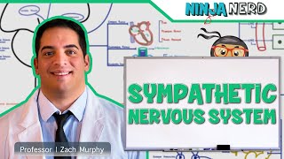 Neurology  Sympathetic Nervous System [upl. by Laehcimaj968]