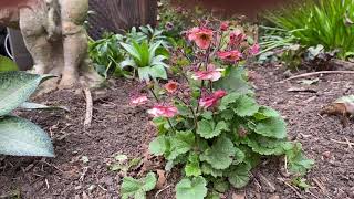 Plant Review The little known but fabulous Geum [upl. by Milewski]