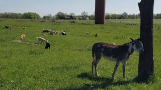 Donkeys for Guarding Livestock [upl. by Worsham467]