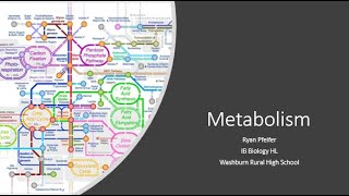 Metabolism amp Metabolic Pathways [upl. by Ailimac4]