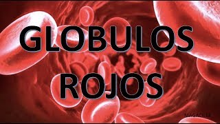 GLOBULOS ROJOS [upl. by Camilo]