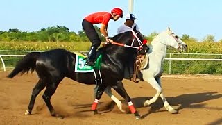 EL SAMURAY VS EL 3030  CARRERAS DE CABALLOS  FRESNO HIPODROMO [upl. by Klapp]