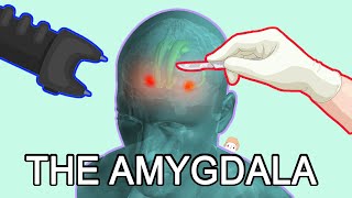 The Amygdala Fear Anxiety and Aggression [upl. by Aisel477]