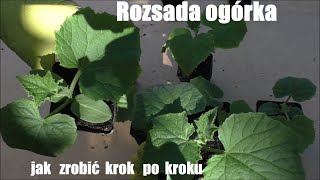 Rozsada ogórka od nasionka do gotowej sadzonki [upl. by Miranda]