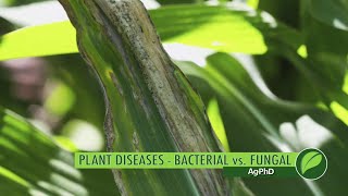 Plant DiseasesBacterial vs Fungal 1057 Air Date 7818 [upl. by Siraf]