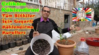 Çelikten Köklendirme Nasıl Yapılır Zeytin Uygulaması [upl. by Dnallor]