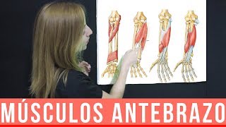 MÚSCULOS DEL ANTEBRAZO ANATOMÍA  MNEMOTECNIA  Mentes Médicas [upl. by Acihsay]