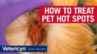 How to Treat Hot Spots With Vetericyn Plus  Veterinarian Dr Mindy [upl. by Zeugirdor]