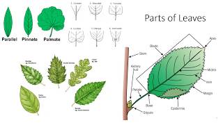 Plant Anatomy and Morphology [upl. by Enorahs36]