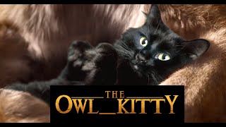 The Lion King  Starring my cat OwlKitty [upl. by Wiseman589]