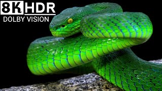 Most Venomous Snakes in 8K HDR  Dolby Vision [upl. by Suirauqed183]