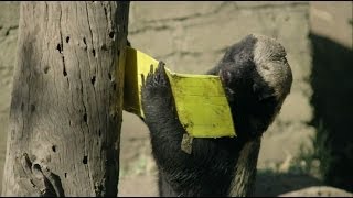 Honey Badger vs Bee Hive  Nature on PBS [upl. by Erikson134]