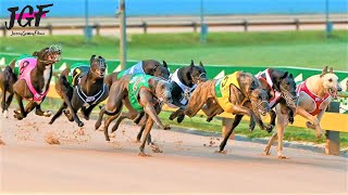 Australian champion Greyhound race [upl. by Elletsirk]