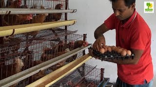 Home Business Ideas  Layer Chicken Farming Plan and Starting a Business at Poultry Farming [upl. by Dosh]