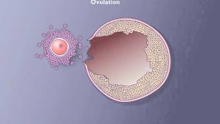 Follicle development [upl. by Sheelagh]