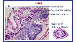 Histology of Small amp Large intestine Duodenum jejunum Ileum Vermiform appendix amp colon [upl. by Asit]