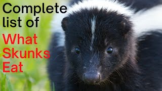 Skunk Diet and Feeding Habits [upl. by Ilona]