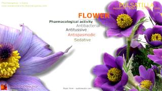 Pulsatilla benefits Medicinal properties of the Pulsatilla flowers [upl. by Light]