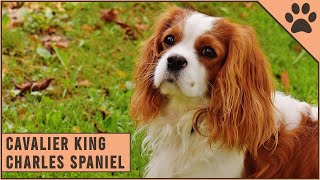 Cavalier King Charles Spaniel  Dog Breed Information [upl. by Jakie]