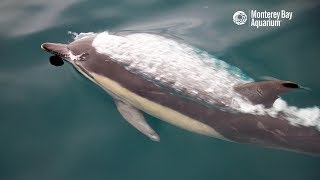 Superpod Of Common Dolphins In Monterey Bay [upl. by Richmound]