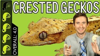 Crested Gecko The Best Pet Reptile [upl. by Refinneg]