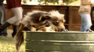 Bud Light Beer Chasing Dog Commercial [upl. by Palma]