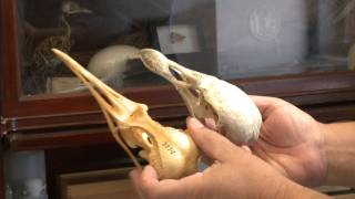 Inside the Collections Ornithology [upl. by Erasme707]