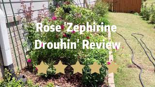 Rose Zephirine Drouhin Review [upl. by Guillemette]