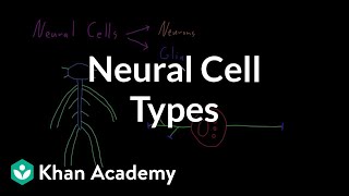 Introduction to neural cell types  Organ Systems  MCAT  Khan Academy [upl. by Ula313]