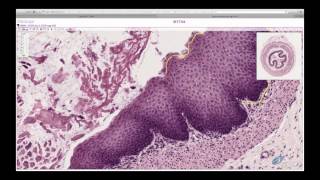 Histology Helper  Epithelium Histology [upl. by Androw]