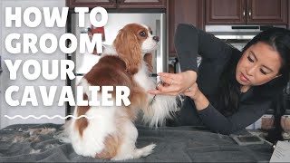 GROOMING MY DOGS AT HOME  Cavalier King Charles Spaniel [upl. by Zinnes305]