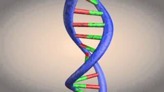 DNA double helix structure animation [upl. by Yentnuoc]