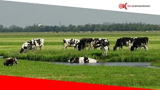 Onteigening boeren Krimpenerwaard [upl. by Kamerman]