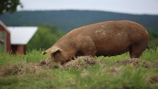 Raising 400 Pigs On Pasture COMPLETE [upl. by Nosnhoj919]