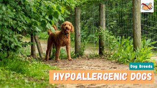 Hypoallergenic Dogs 20 Cutest Dogs For Families With Allergies [upl. by Nodyl]